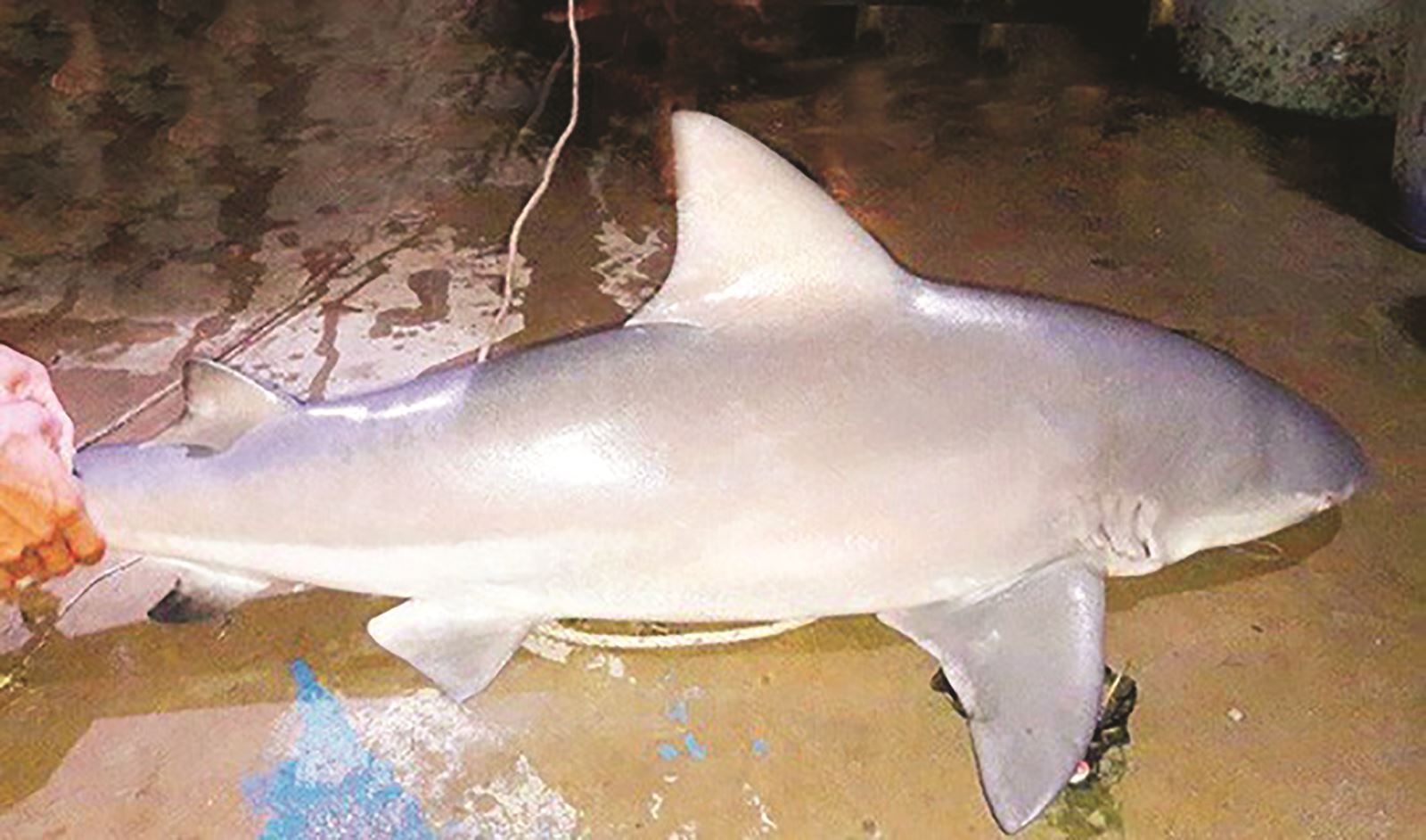 Chuyện săn cá mập ở Vàm Nao