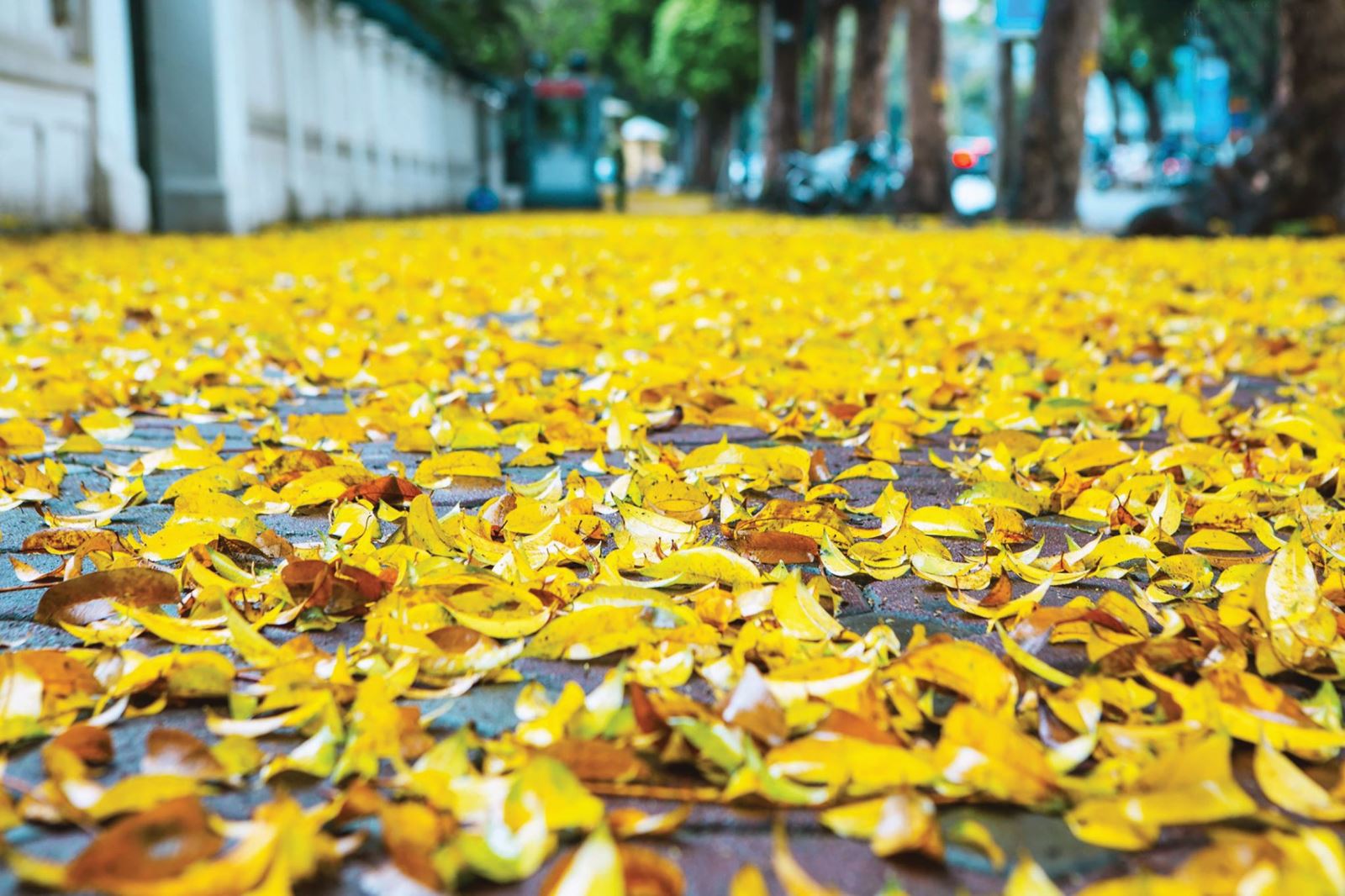 Mùa lá rụng trên phố…