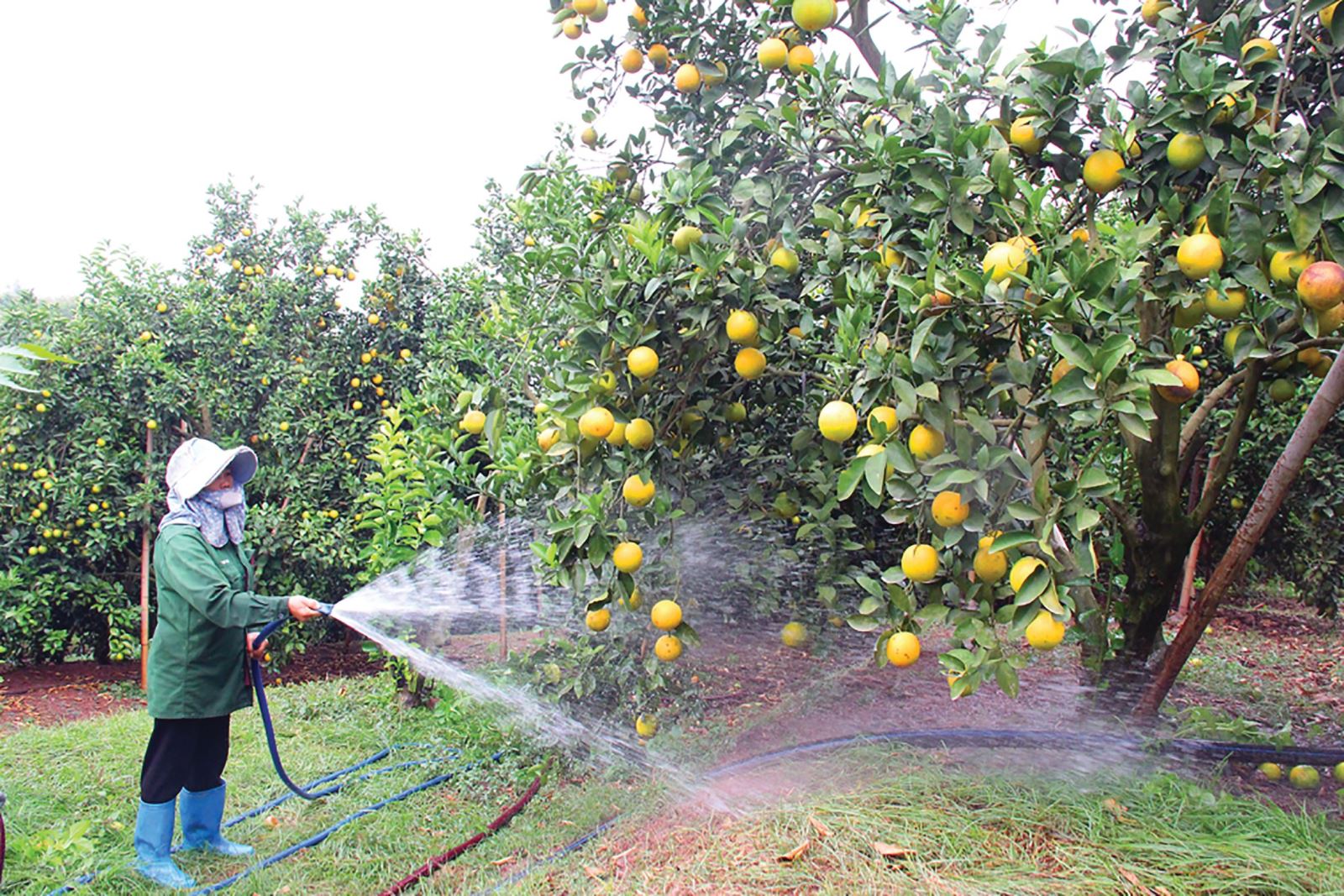 Lục Ngạn: Hút khách du lịch mùa cam, bưởi
