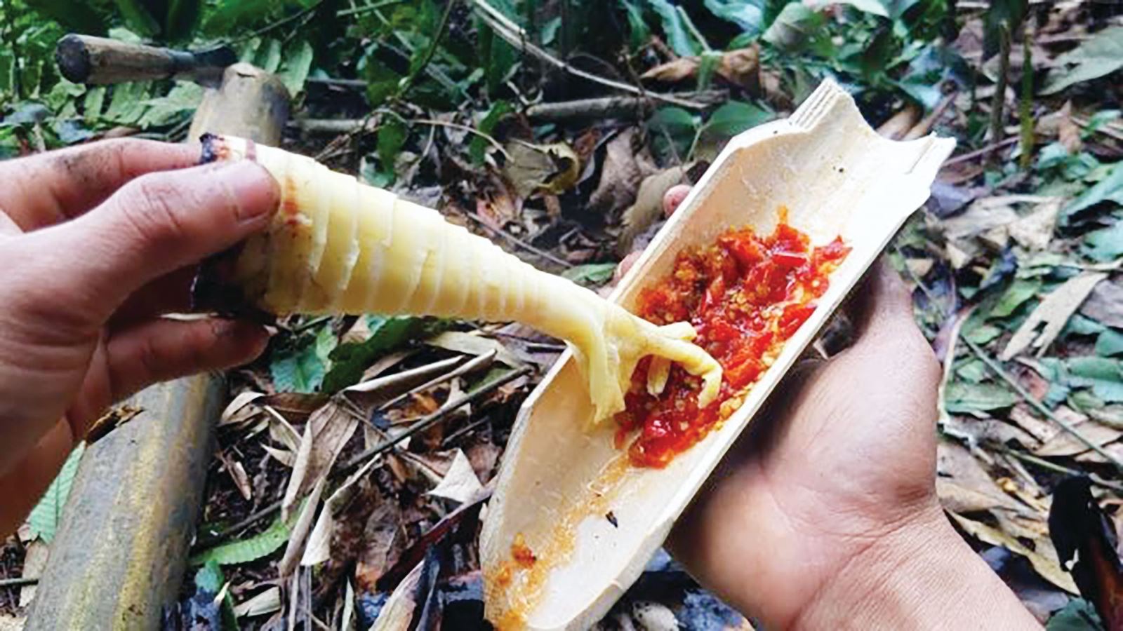 Lên Tây Bắc ăn măng rừng nướng