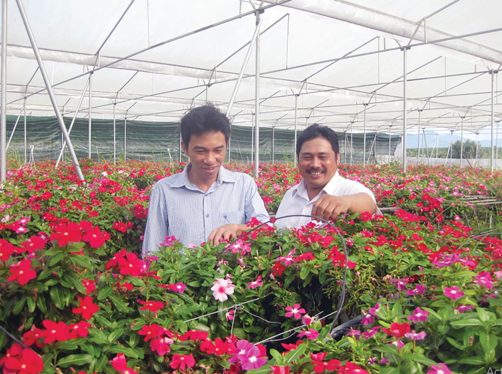 Trí thức về nông thôn “khởi nghiệp"