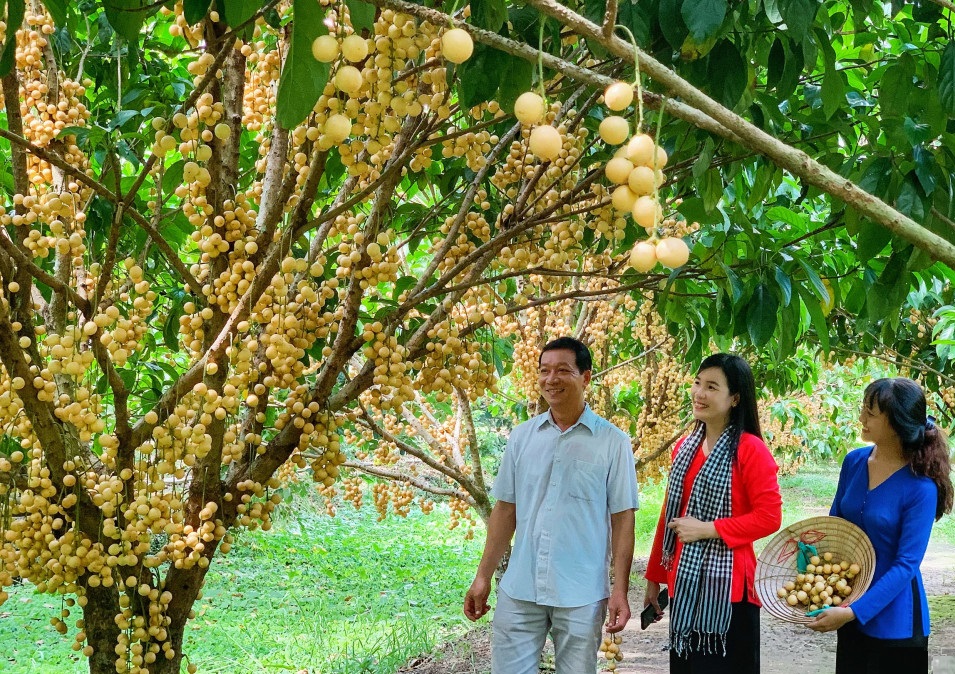 Xu hướng nghiên cứu du lịch nông nghiệp trong bối cảnh phát triển bền vững